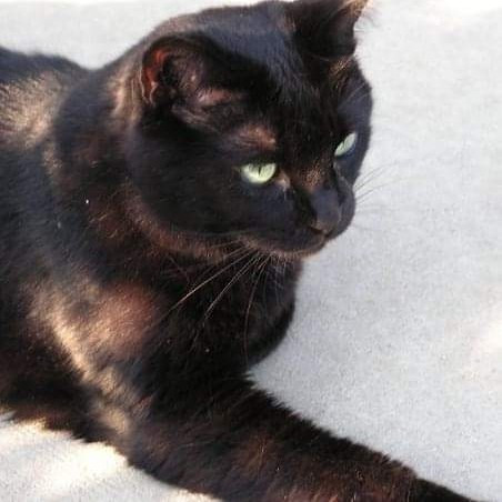 Kathy's Kalamazoo Purrfect Cat Care