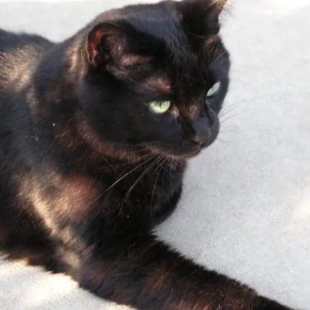 Kathy's Kalamazoo Purrfect Cat Care