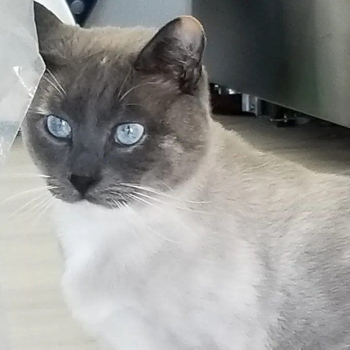 Kathy's Kalamazoo Purrfect Cat Care