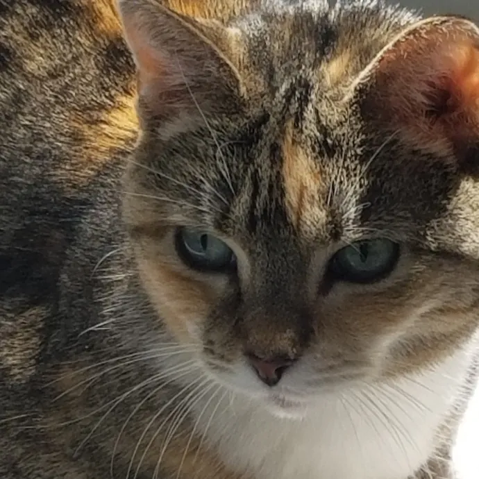 Kathy's Kalamazoo Purrfect Cat Care