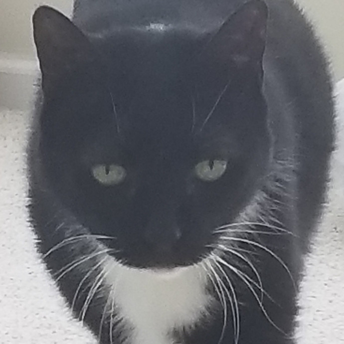 Kathy's Kalamazoo Purrfect Cat Care