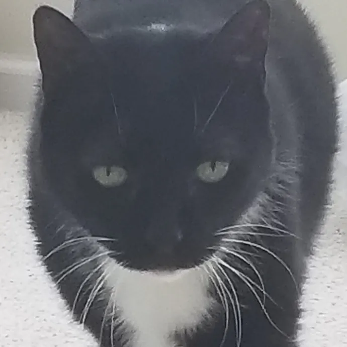 Kathy's Kalamazoo Purrfect Cat Care