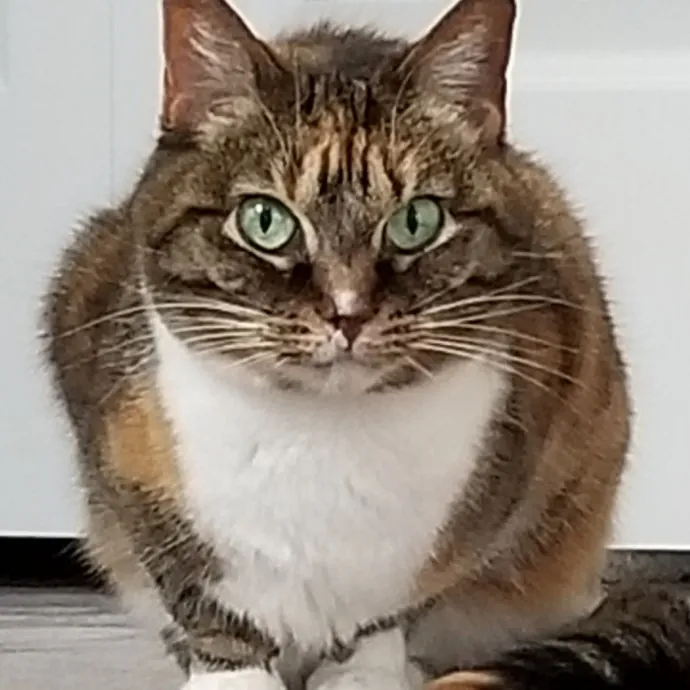 Kathy's Kalamazoo Purrfect Cat Care