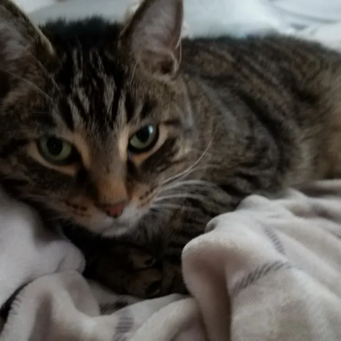 Kathy's Kalamazoo Purrfect Cat Care