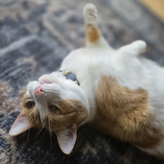 Kathy's Kalamazoo Purrfect Cat Care