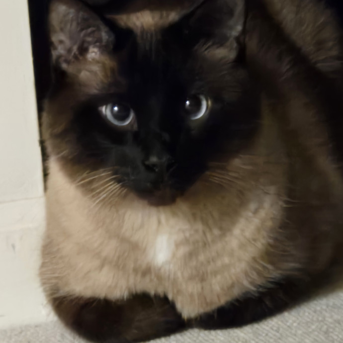 Kathy's Kalamazoo Purrfect Cat Care