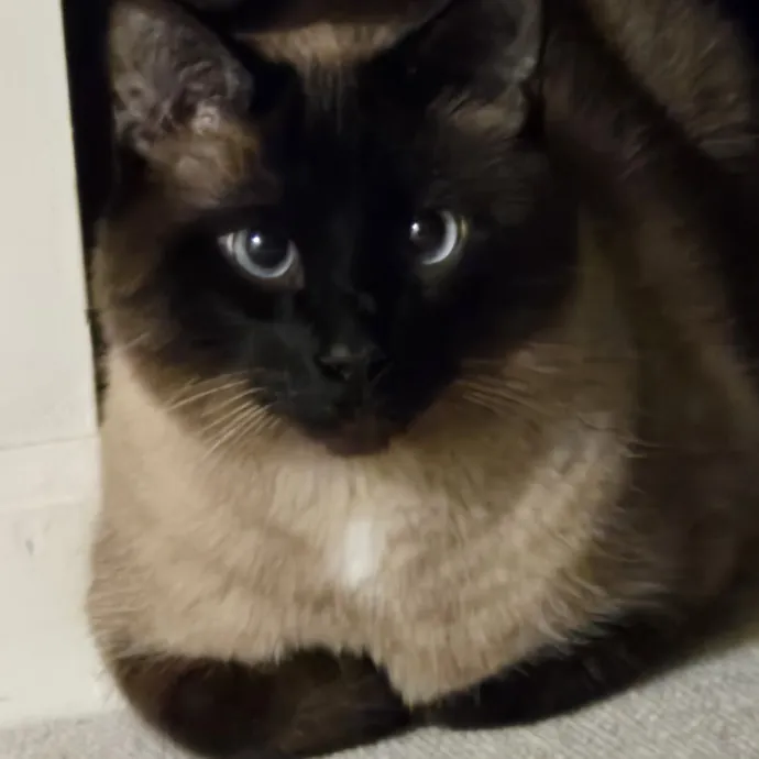 Kathy's Kalamazoo Purrfect Cat Care