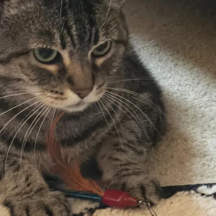 Kathy's Kalamazoo Purrfect Cat Care