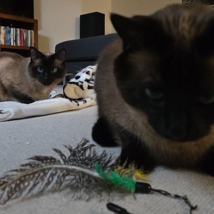 Kathy's Kalamazoo Purrfect Cat Care