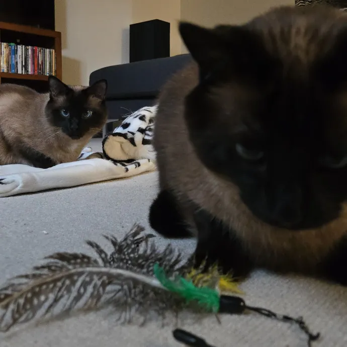 Kathy's Kalamazoo Purrfect Cat Care