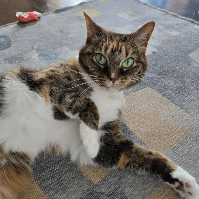 Kathy's Kalamazoo Purrfect Cat Care