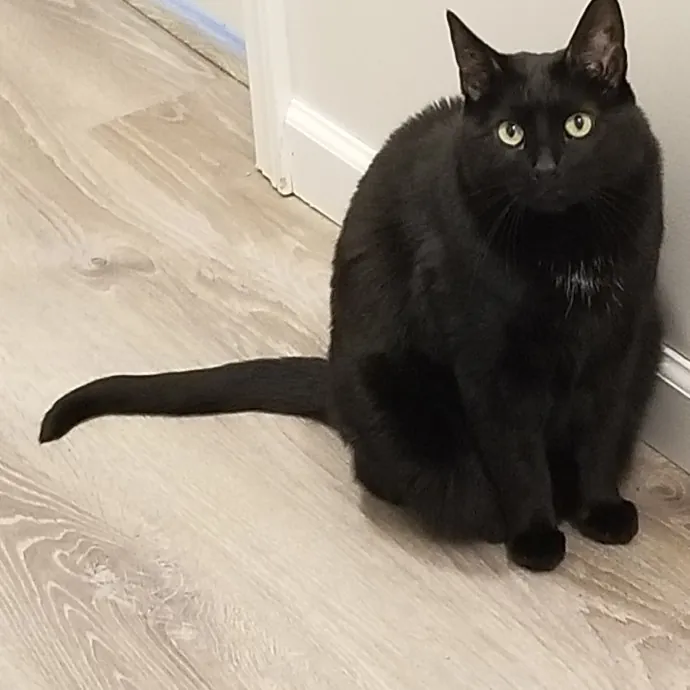 Kathy's Kalamazoo Purrfect Cat Care