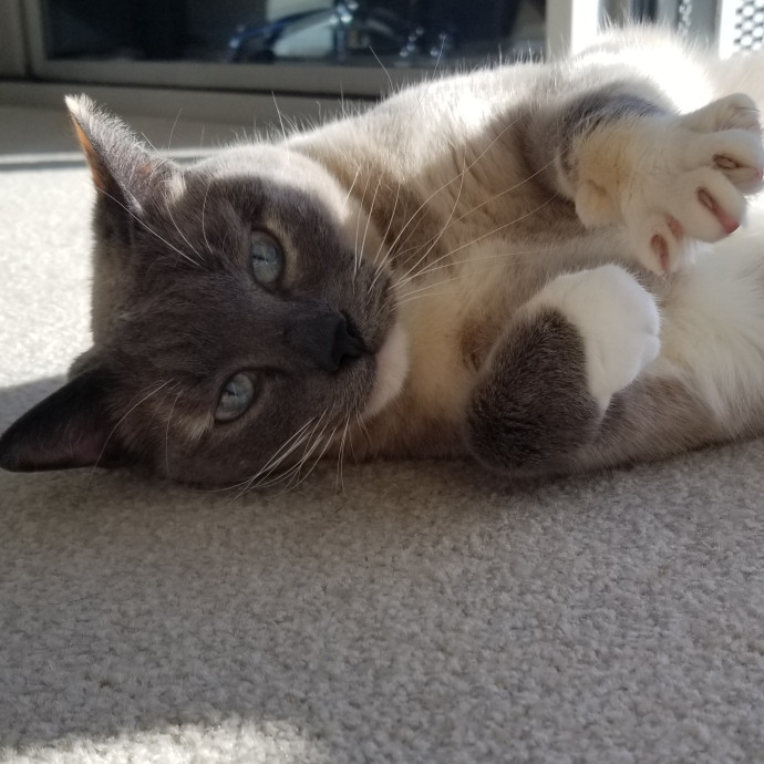 Kathy's Kalamazoo Purrfect Cat Care