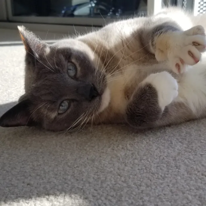 Kathy's Kalamazoo Purrfect Cat Care