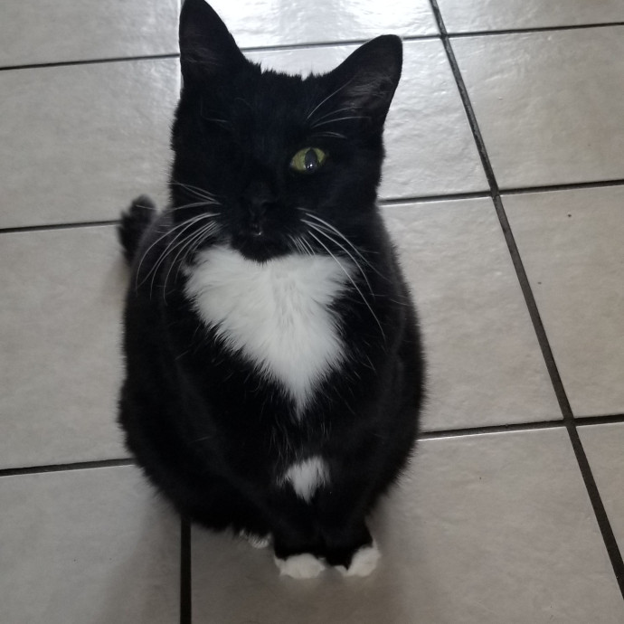 Kathy's Kalamazoo Purrfect Cat Care