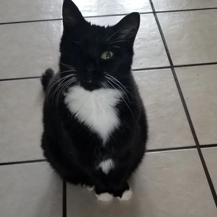 Kathy's Kalamazoo Purrfect Cat Care