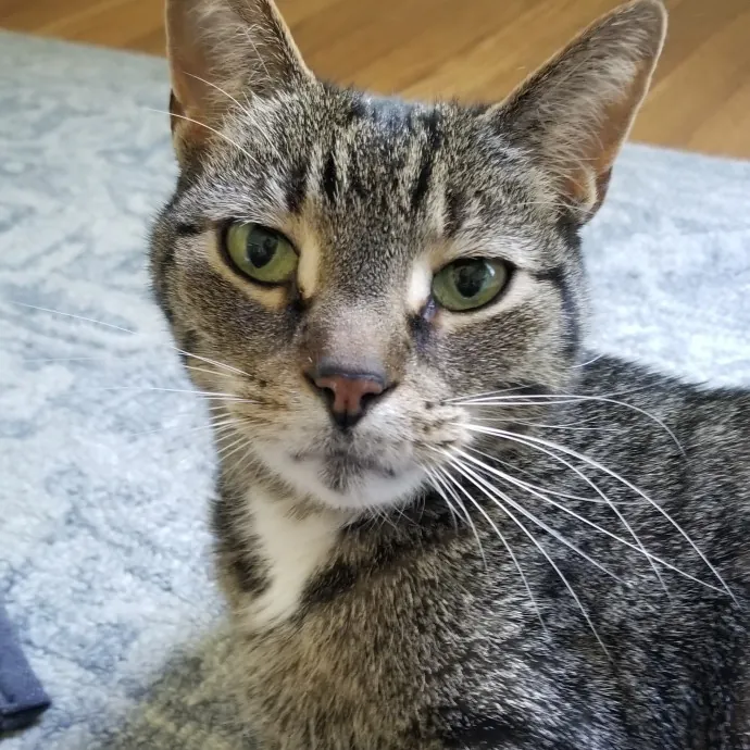 Kathy's Kalamazoo Purrfect Cat Care