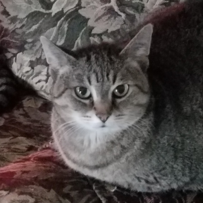 Kathy's Kalamazoo Purrfect Cat Care