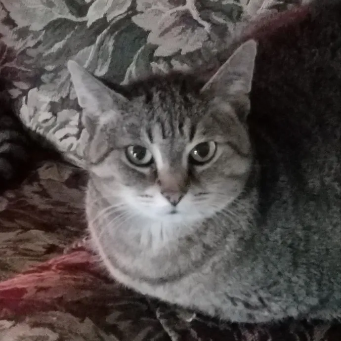 Kathy's Kalamazoo Purrfect Cat Care