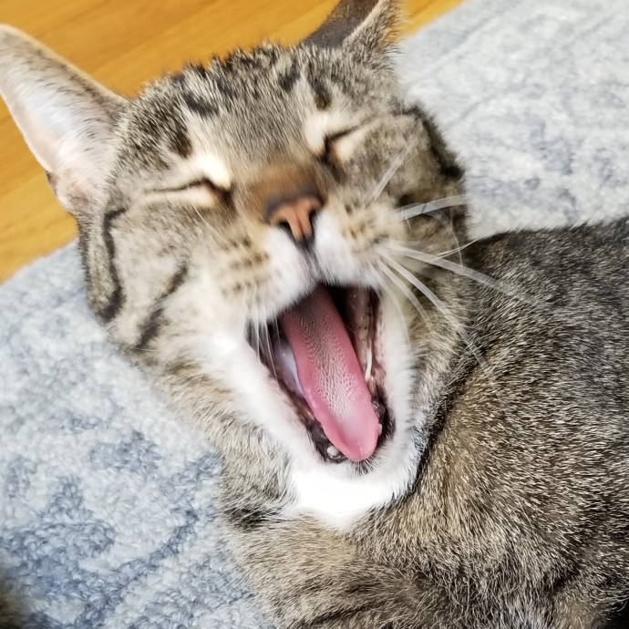 Kathy's Kalamazoo Purrfect Cat Care