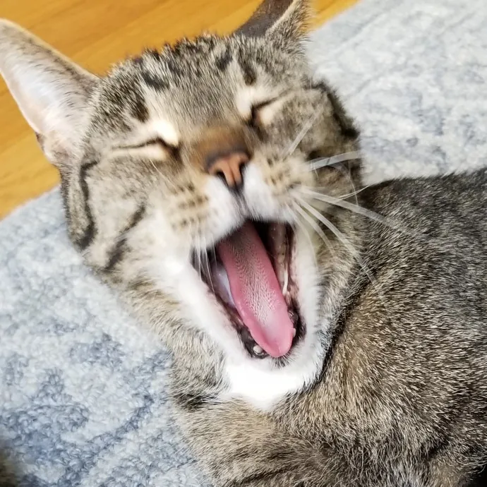 Kathy's Kalamazoo Purrfect Cat Care