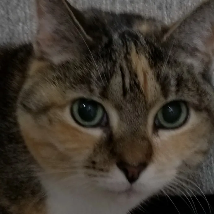 Kathy's Kalamazoo Purrfect Cat Care