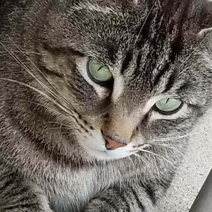 Kathy's Kalamazoo Purrfect Cat Care