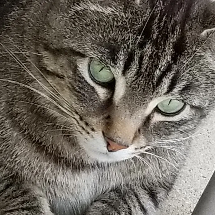 Kathy's Kalamazoo Purrfect Cat Care