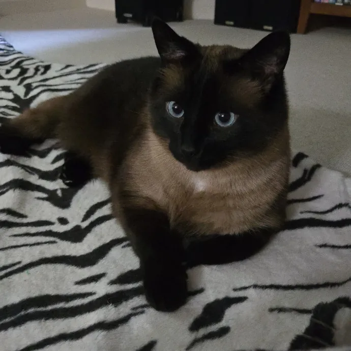 Kathy's Kalamazoo Purrfect Cat Care