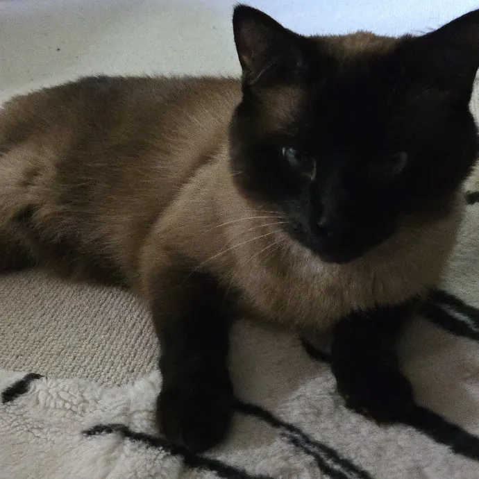 Kathy's Kalamazoo Purrfect Cat Care