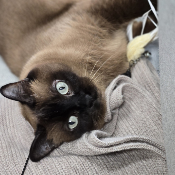 Kathy's Kalamazoo Purrfect Cat Care