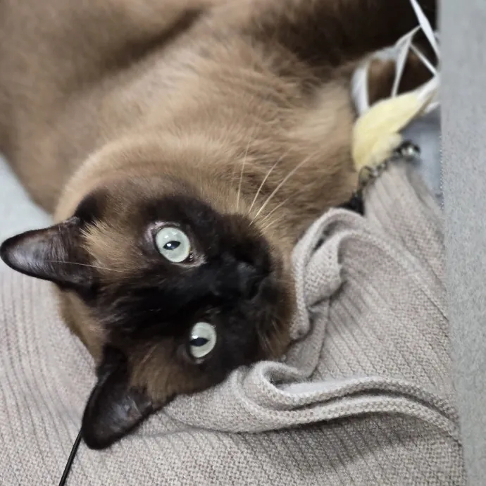 Kathy's Kalamazoo Purrfect Cat Care