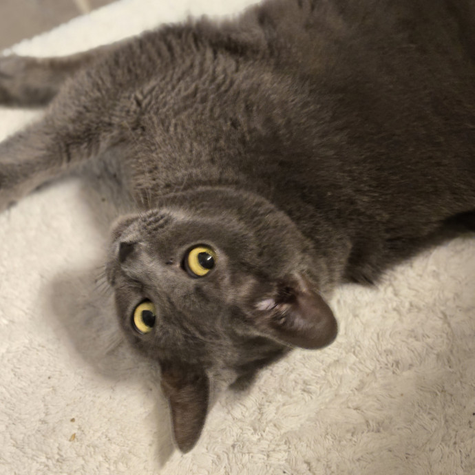 Kathy's Kalamazoo Purrfect Cat Care