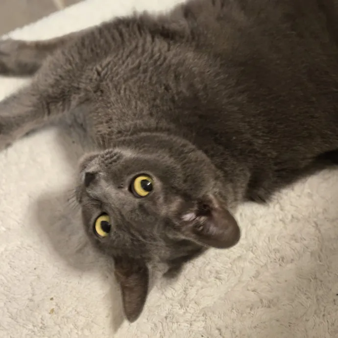 Kathy's Kalamazoo Purrfect Cat Care