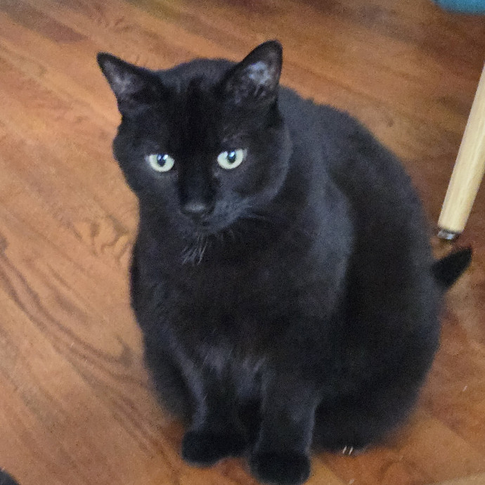 Kathy's Kalamazoo Purrfect Cat Care
