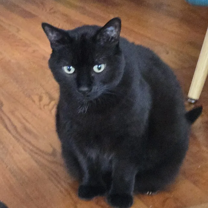 Kathy's Kalamazoo Purrfect Cat Care