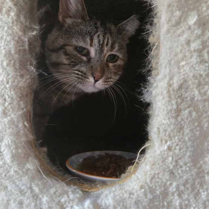 Kathy's Kalamazoo Purrfect Cat Care