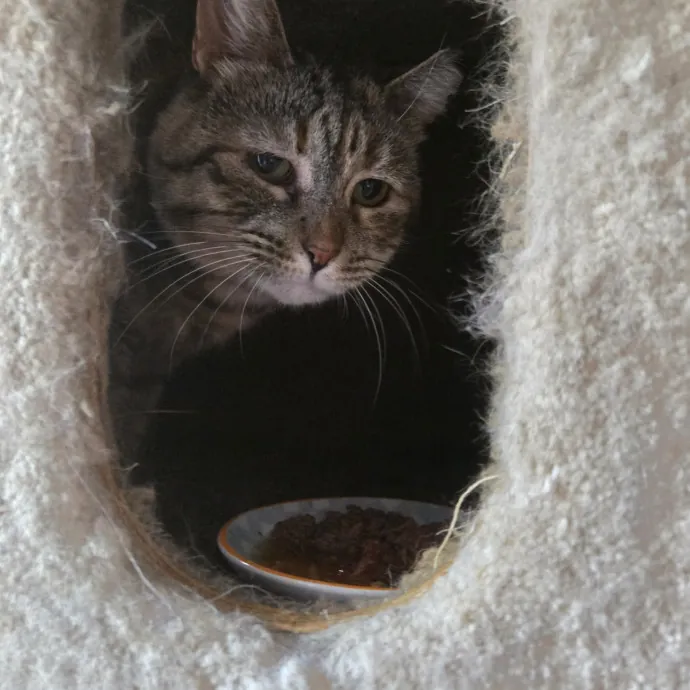 Kathy's Kalamazoo Purrfect Cat Care photo 4