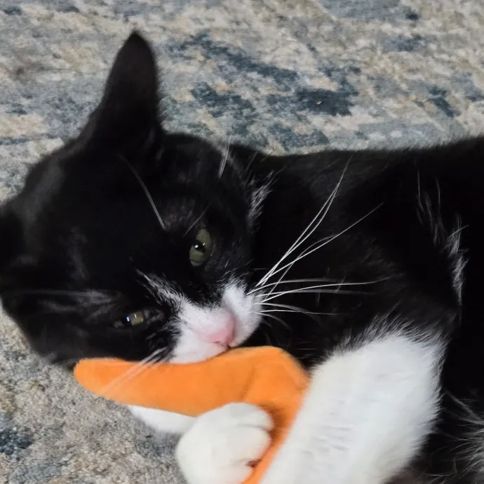 Kathy's Kalamazoo Purrfect Cat Care photo 3