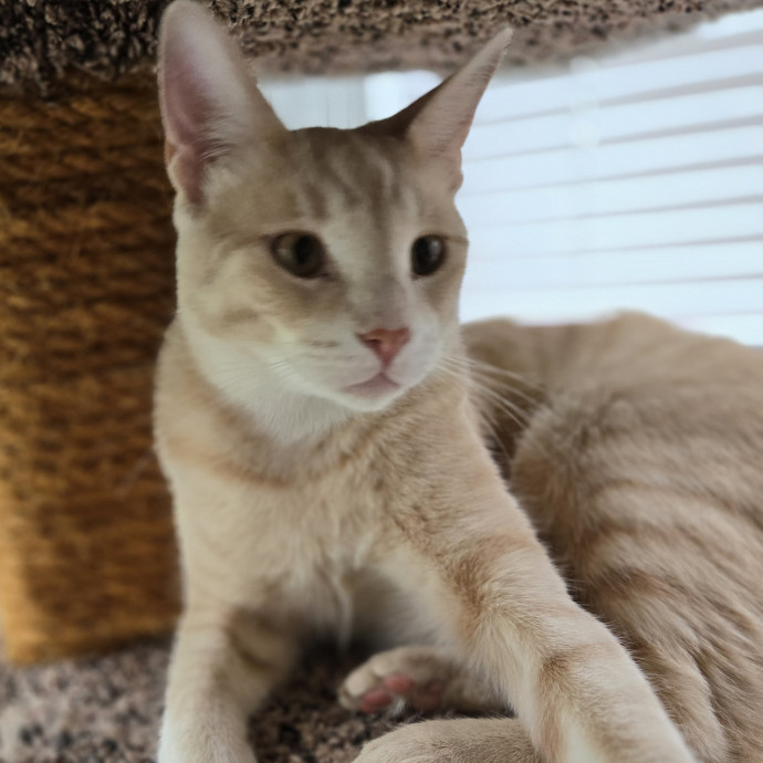 Kathy's Kalamazoo Purrfect Cat Care