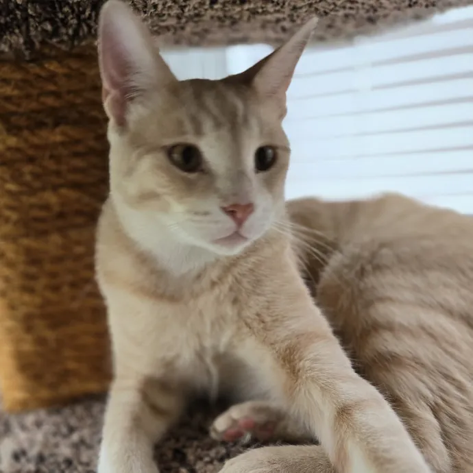 Kathy's Kalamazoo Purrfect Cat Care photo 2