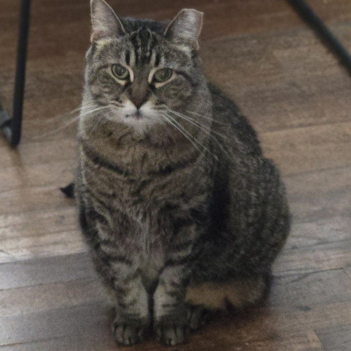 Kathy's Kalamazoo Purrfect Cat Care