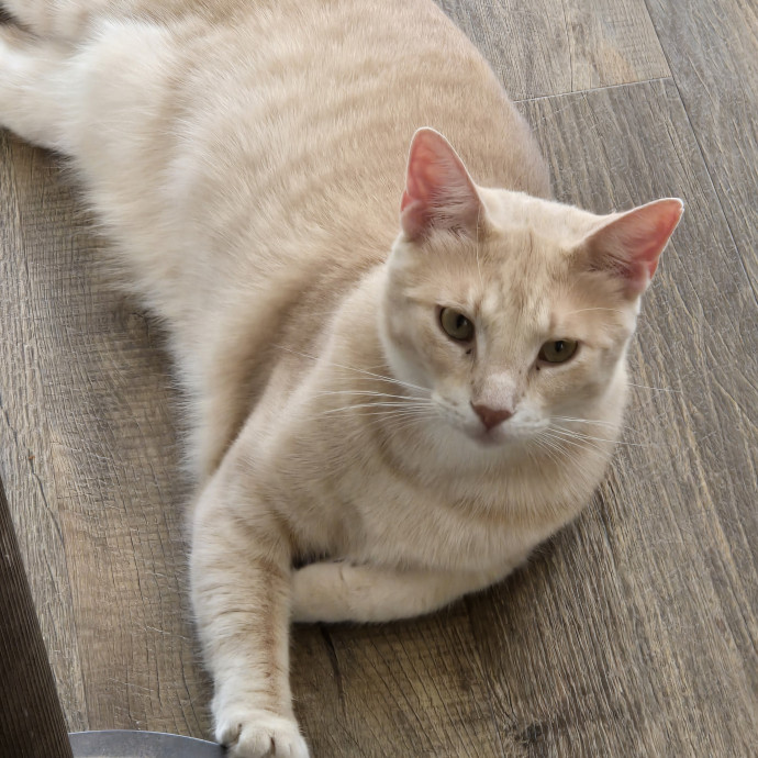 Kathy's Kalamazoo Purrfect Cat Care photo 3