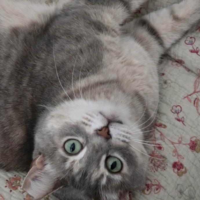 Kathy's Kalamazoo Purrfect Cat Care photo 2