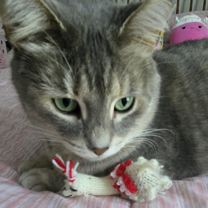 Kathy's Kalamazoo Purrfect Cat Care photo 2