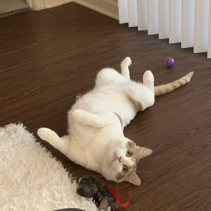 Owner Of Orange Cats Turned Sitter