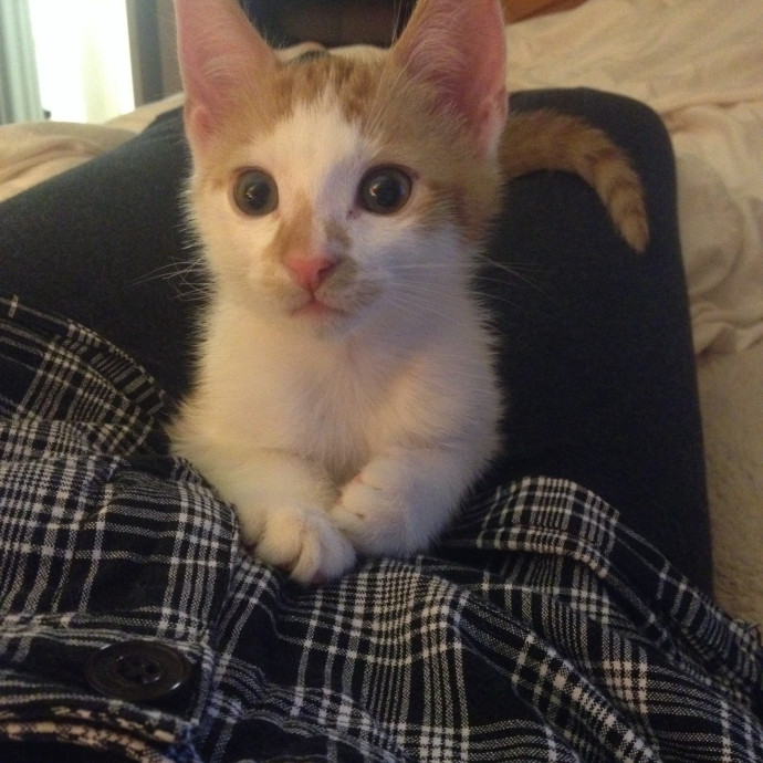 Owner Of Orange Cats Turned Sitter