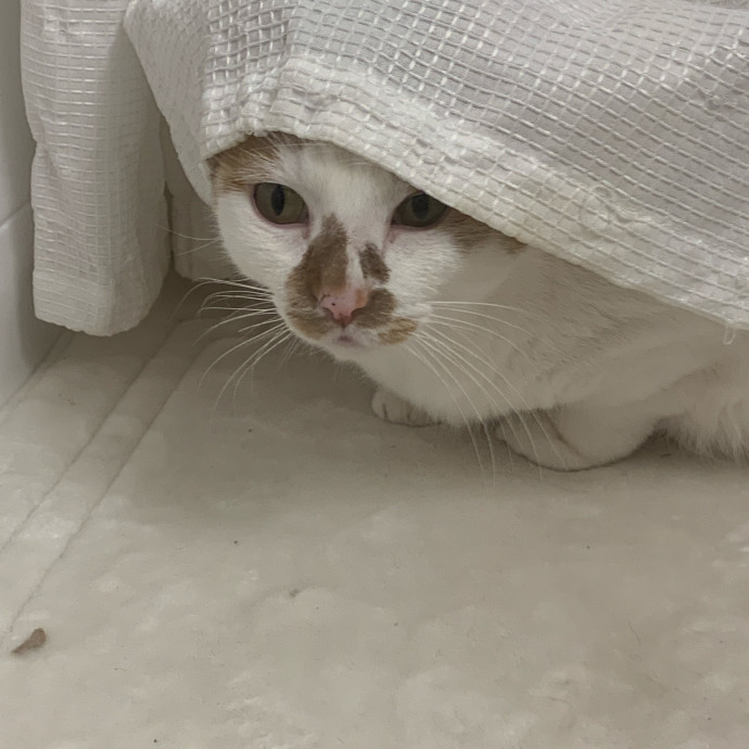 Owner Of Orange Cats Turned Sitter