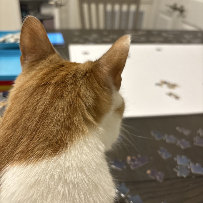 Owner Of Orange Cats Turned Sitter photo 3