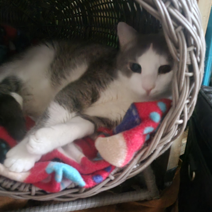 More Cats Less People